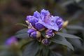 Rhododendron augustinii Blue Wonder-5 Różanecznik
